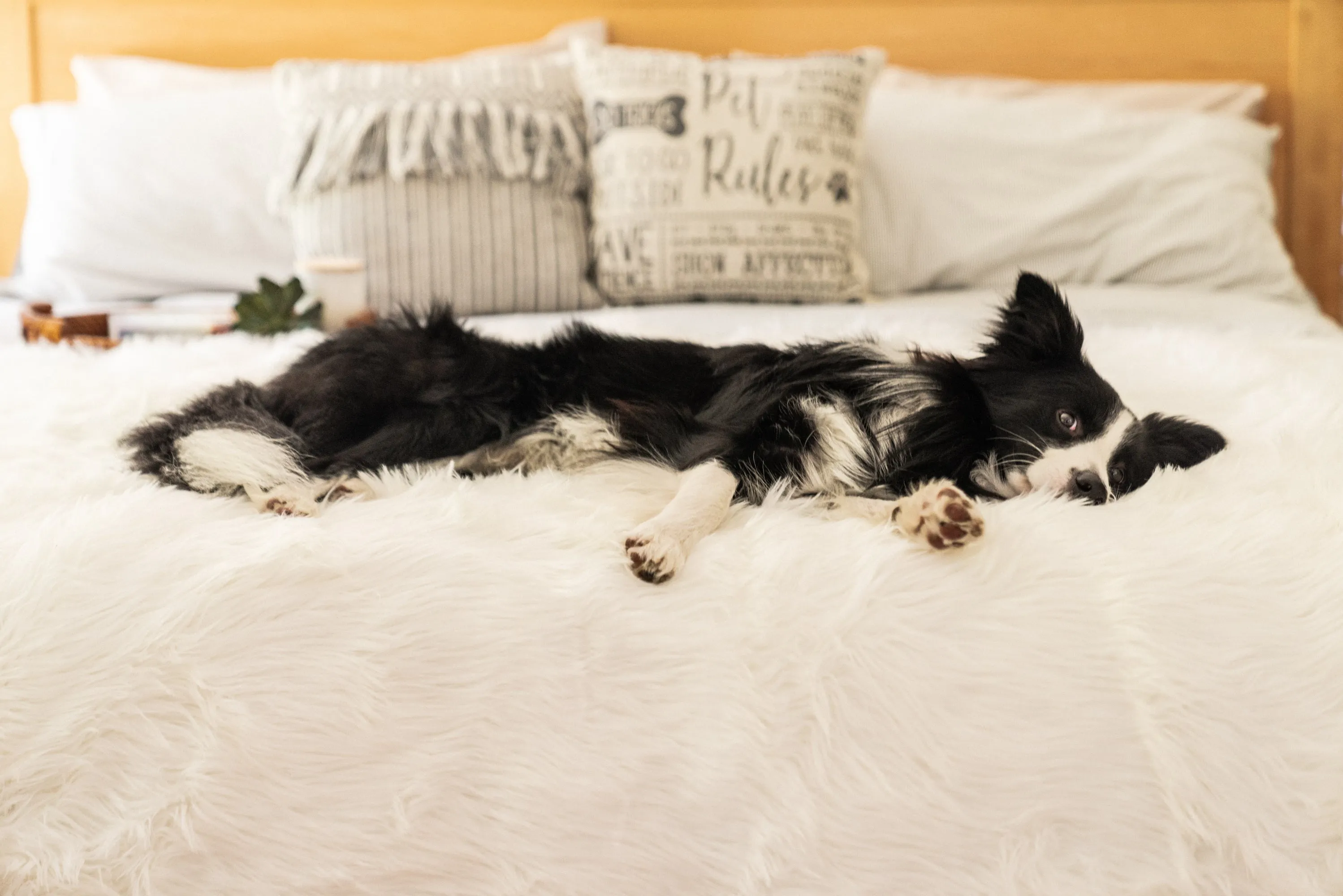 PupRug™ Orthopedic Runner Bed   Matching Waterproof Blanket Bundle - Polar White