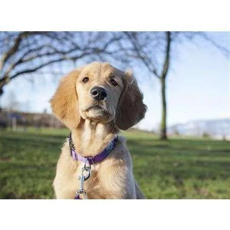 RC Adjustable Dog Collar Primary Black