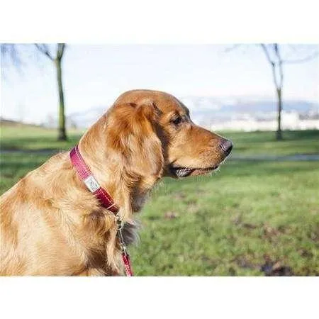 RC Adjustable Dog Collar Primary Black
