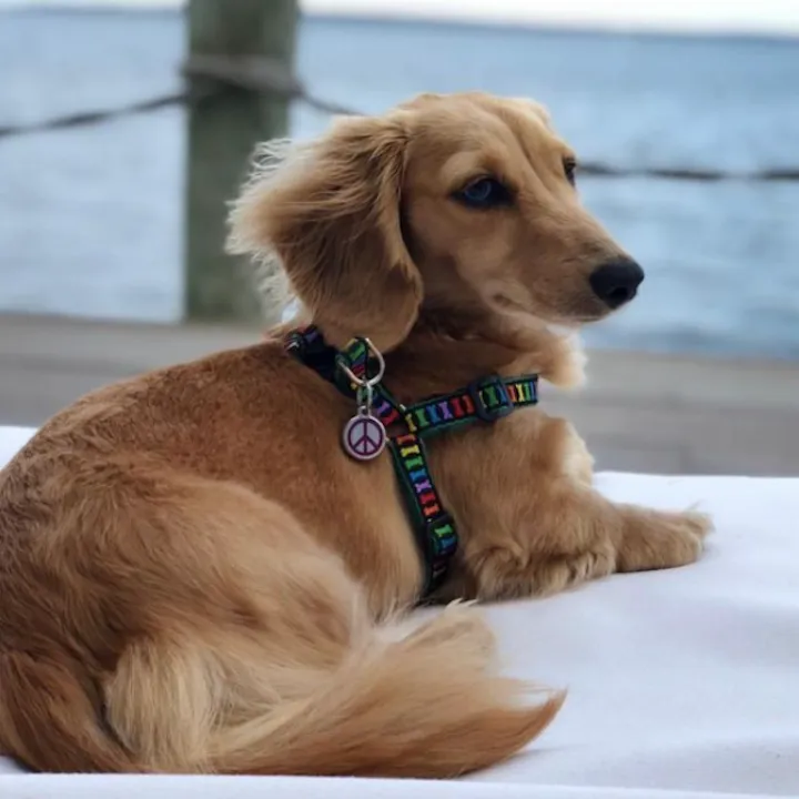Teacup Harness | Rainbones